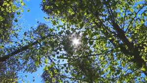 Магические свойства деревьев