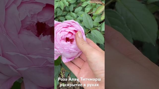 Роза Алан Титчмарш/ rose Alan Titchmarsh раскрывается в руках