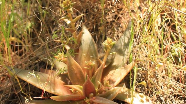 WHAT"S BLOOMING NOW SERIES !! (Spring Blooming flowers) смотреть онлайн