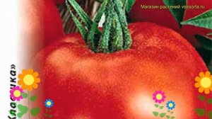 Томат Славянский шедевр. Краткий обзор, описание характеристик solánum lycopérsicum