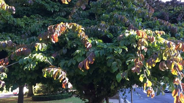 Persian ironwood (Parrotia persica) - trunk & leaves - July 2018 смотреть онлайн