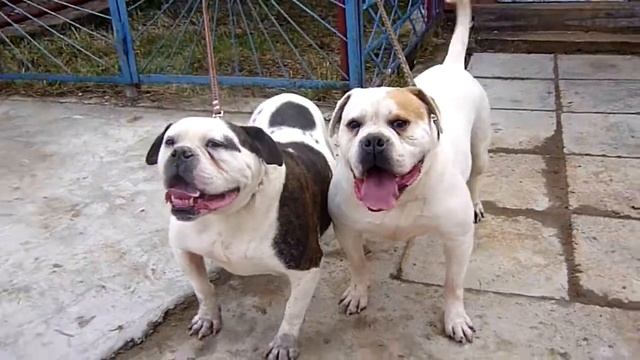 Американский бульдог - Умная и очень достойная порода ! The American bulldog is an Intelligent dog