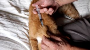 Сделать коту укол и закапать в глаза