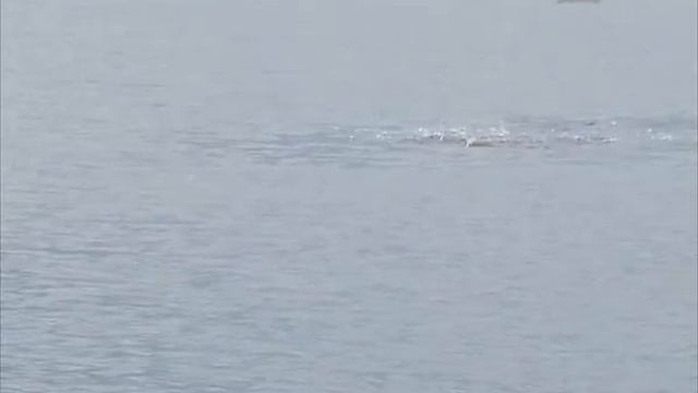 Серия 77. Поплавок. Тактика ловли на неизвестном водоёме. Рыбалка с Нормундом Грабовскисом. смотреть онлайн