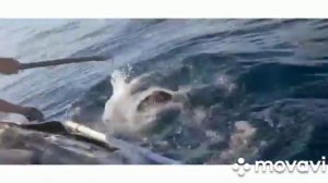 ловля палтуса на Итурупе