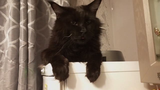 Мейн кун чёрный солид Фенрир, не выспался 😁 смотреть онлайн