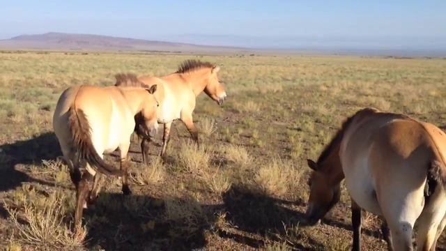 Лошадь Пржевальского в Казахстане смотреть онлайн