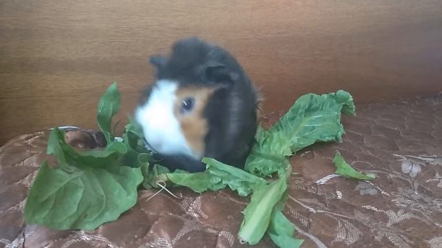Абиссинская свинка кушает одуванчики. Abyssinian guinea pig eats dandelions. смотреть онлайн