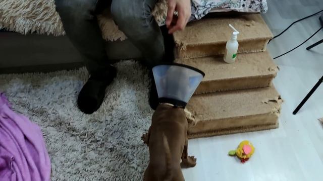 МЫ СУМАШЕДШИЕ!!! У НАС НОВЫЙ ПИТБУЛЬ! смотреть онлайн