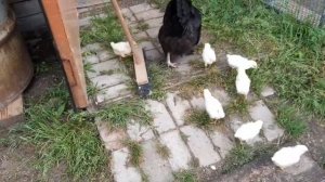 Как долго клушка водит цыплят
