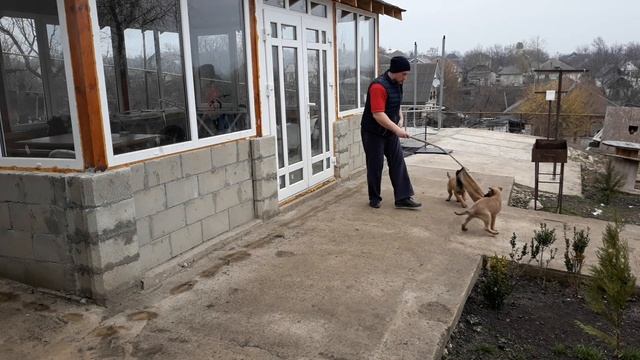 Щенки малинуа начинаем тренировку, первые шаги к паркуру. Щенкам 2 месяца , начало положено. смотреть онлайн