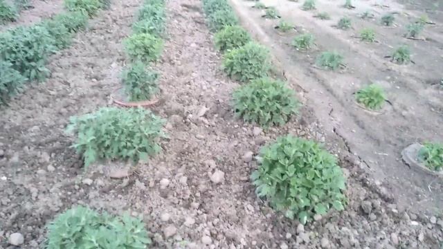 Хризантема мультифлора-Выращивание в горшках 10 июля.
