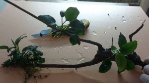 РАЗМНОЖАЮ АНУБИАСЫ. НЕСКОЛЬКО СЛОВ О АНУБИАСАХ.