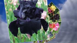 ИРИСОВАЯ СВЕЖЕСТЬ ЛЕТА и КРАСКИ ЯРКИЕ ЦВЕТОВ (IRIS FLOWER)