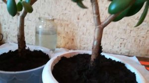 Денежное дерево/Толстянка/Посадка черенков и полная их обрезка-Часть-1/Crassula