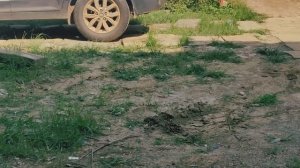 мангуст против кошки. опасная встреча. победит сильнейший