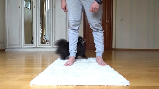 Дрессирую ШПИЦА дома и на улице. Супер ТОП команды. Распаковка лакомств. Розыгрыш! | Yurich_yuriy смотреть онлайн