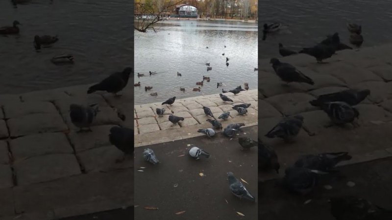 Birds ,ducks, pigeons on the lake , голуби и утки на озере