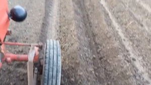 Посадка картофеля 2 урожай / картофелесажалка барабанная в работе
