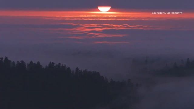 Редвуд - место, где растут самые высокие деревья в мире.