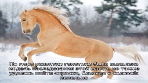 Особенности лошадей соловой масти