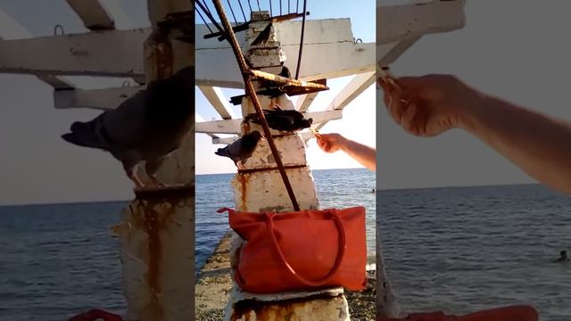 Прожорливые голуби в Сочи. Пляж "Цирк" смотреть онлайн