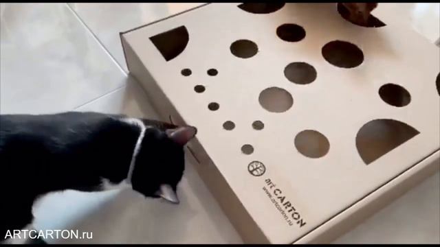 НАЙДИ ВКУСНЯШКУ! ФИТНЕС ДЛЯ КОТИКОВ В ИГРОВОМ ПОЛЕ ARTCARTON смотреть онлайн
