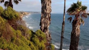 Видео фон, футаж, заставка, пальмы, море.