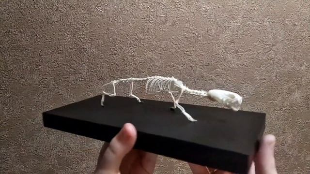 Скелет Ласки - Таксидермия | Авторская таксидермия | Скелеты животных смотреть онлайн