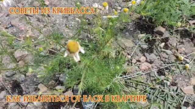 КАК ИЗБАВИТЬСЯ ОТ БЛОХ В КВАРТИРЕ В ДОМАШНИХ УСЛОВИЯХ смотреть онлайн