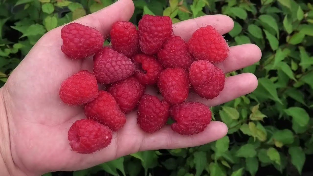 МАРИЯ мой самый любимый сорт малины смотреть онлайн