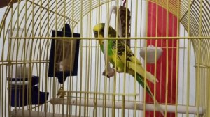 БУДНИ ВОЛНИСТОГО ПОПУГАЯ. Весёлый волнистый попугай поет под музыку. ЭТО НУЖНО ВИДЕТЬ ВСЕМ.