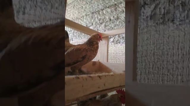 Мильфлер Лимонно-голубой фарфор смотреть онлайн