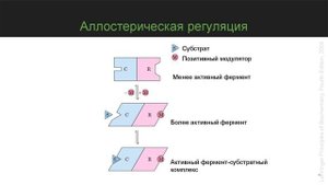 Регуляция активности ферментов