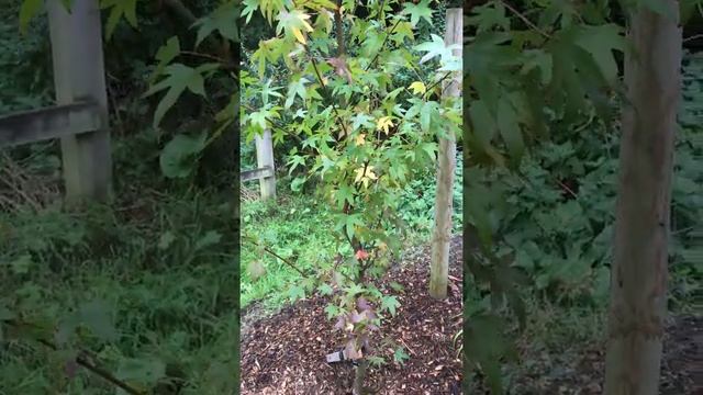 Tree planting - Liquidambar styraciflua 'Worplesdon' (19/09/20) смотреть онлайн