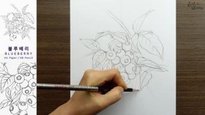 [과일-채소 따라그리기] 블루베리 스케치와 전사과정 | Blueberry Drawing