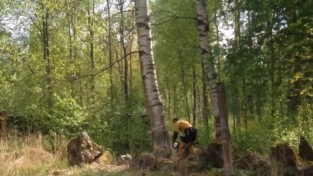 Расчистка участка от деревьев