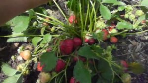 Клубника. Принцесса  Диана.