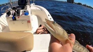 TOSSED a GULP! SHRIMP in the BAY and CAUGHT This *NEW Species on Channel
