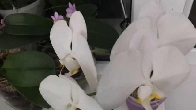 Посадка орхидеи ванды по системе Лисицкого (ссылки на предыдущие посадки приложены в описании) смотреть онлайн