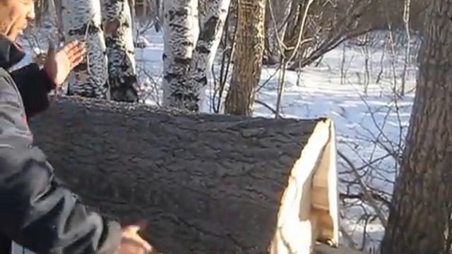 Осины для ульев и колод-2 смотреть онлайн