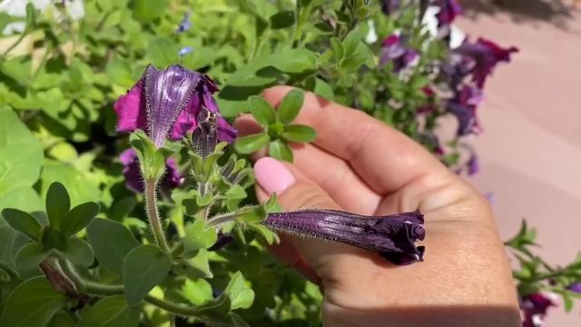 Плетистая Роза ? отцвела , что я делаю ? семена петунии ? смотреть онлайн