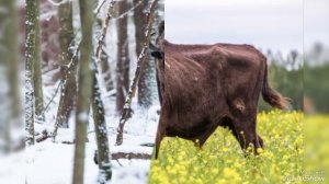 Беловежская пуща. Республика Беларусь. Заповедник.