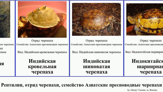 Рептилии, отряд черепахи, семейство Азиатские пресноводные черепахи черепаха turtle reptilia