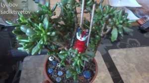 Комнатные цветы/растения. Крассула Хоббит. Толстянка. Денежное дерево.