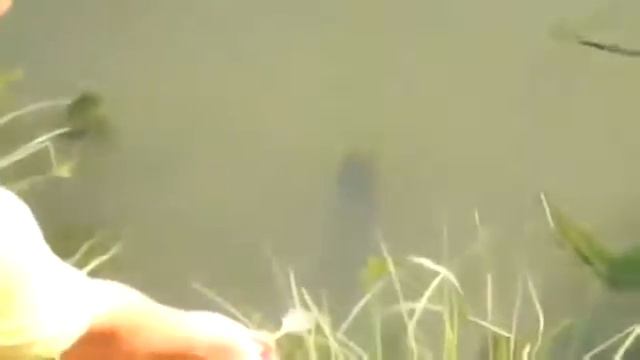 Лучше таких с руки не кормить смотреть онлайн