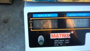 Виноград Бажена 2016 (Панченко)