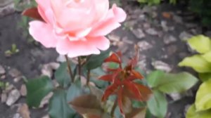 Розовая роза сорта Квин Элизабет ( начало цветения ). Queen Elizabeth rose.