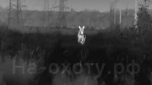 Гон лосей 2023 . Выманил быка на 30 метров . Guide tn450