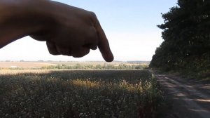 Просто гречка. Зелена гречка. Як росте гречка